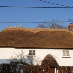 Bild von Howard Empson Thatching