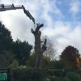 Bild von Wincanton Tree Care