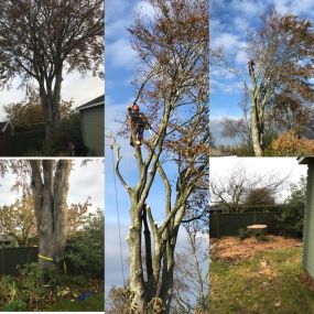 Bild von Wincanton Tree Care