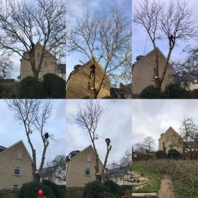 Bild von Wincanton Tree Care