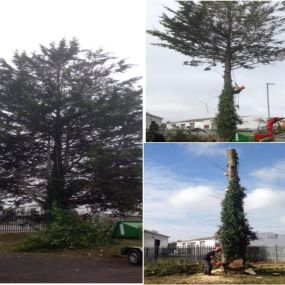 Bild von Wincanton Tree Care