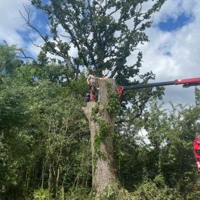 Bild von Wincanton Tree Care