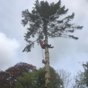 Bild von Wincanton Tree Care