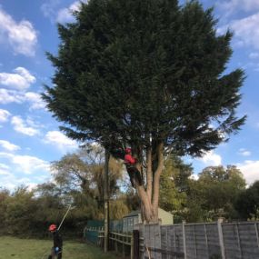 Bild von Wincanton Tree Care