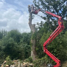 Bild von Wincanton Tree Care