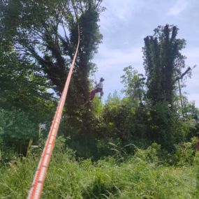 Bild von Wincanton Tree Care