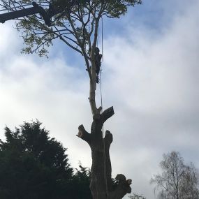 Bild von Wincanton Tree Care