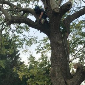 Bild von Wincanton Tree Care