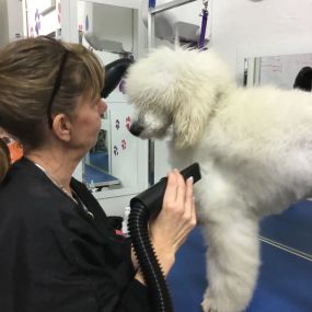 Bild von Scruffy 2 Fluffy Dog Grooming School