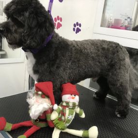 Bild von Scruffy 2 Fluffy Dog Grooming School