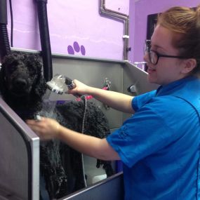 Bild von Scruffy 2 Fluffy Dog Grooming School