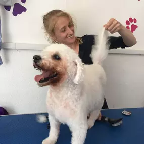 Bild von Scruffy 2 Fluffy Dog Grooming School