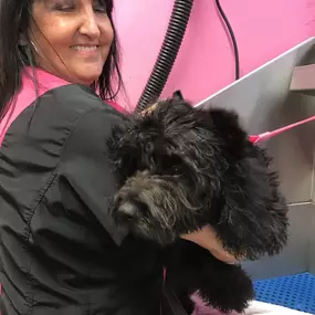 Bild von Scruffy 2 Fluffy Dog Grooming School