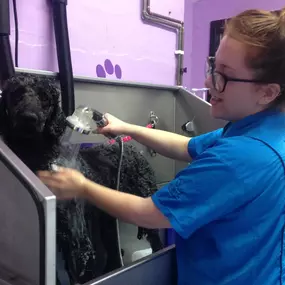 Bild von Scruffy 2 Fluffy Dog Grooming School