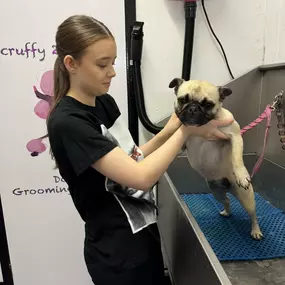 Bild von Scruffy 2 Fluffy Dog Grooming School