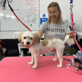 Bild von Scruffy 2 Fluffy Dog Grooming School