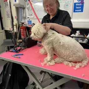 Bild von Scruffy 2 Fluffy Dog Grooming School