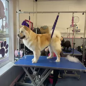 Bild von Scruffy 2 Fluffy Dog Grooming School