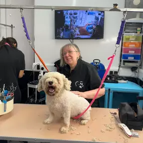 Bild von Scruffy 2 Fluffy Dog Grooming School