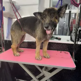 Bild von Scruffy 2 Fluffy Dog Grooming School