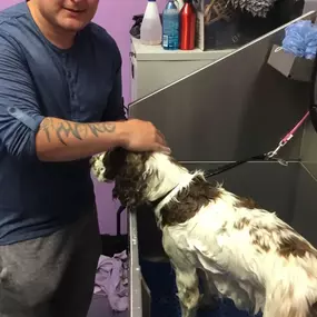 Bild von Scruffy 2 Fluffy Dog Grooming School