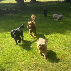 Bild von Woodvilla Kennels Daycare & Boarding