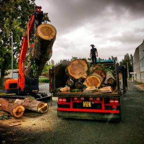 Bild von D.L.Corran Tree Surgeons Abergavenny