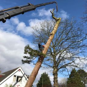 Bild von Thwaites Tree Care Ltd