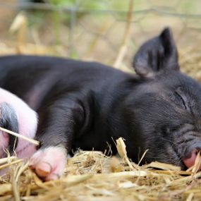 Bild von Kew Little Pigs