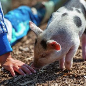 Bild von Kew Little Pigs