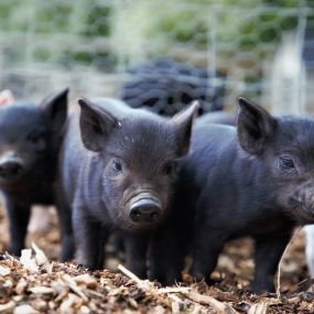 Bild von Kew Little Pigs