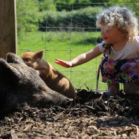 Bild von Kew Little Pigs