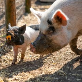 Bild von Kew Little Pigs