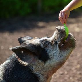 Bild von Kew Little Pigs