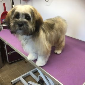 Bild von Nicola's Dog Grooming