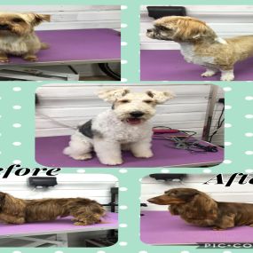 Bild von Nicola's Dog Grooming