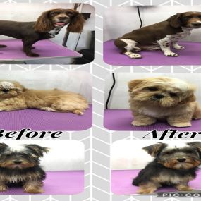 Bild von Nicola's Dog Grooming