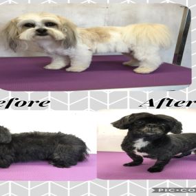 Bild von Nicola's Dog Grooming