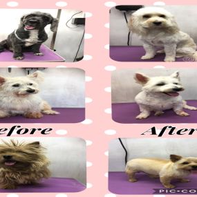 Bild von Nicola's Dog Grooming