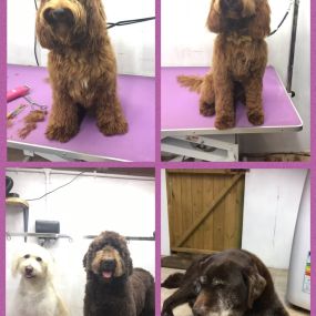 Bild von Nicola's Dog Grooming