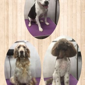 Bild von Nicola's Dog Grooming