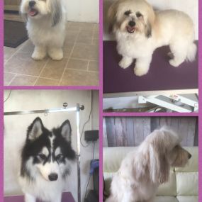 Bild von Nicola's Dog Grooming