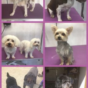 Bild von Nicola's Dog Grooming