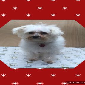 Bild von Nicola's Dog Grooming