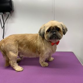 Bild von Nicola's Dog Grooming