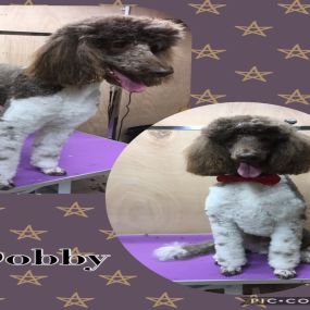 Bild von Nicola's Dog Grooming