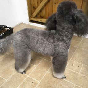 Bild von Nicola's Dog Grooming