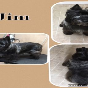 Bild von Nicola's Dog Grooming