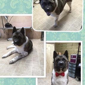 Bild von Nicola's Dog Grooming