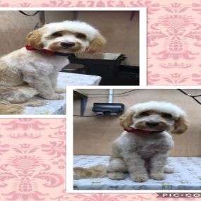 Bild von Nicola's Dog Grooming